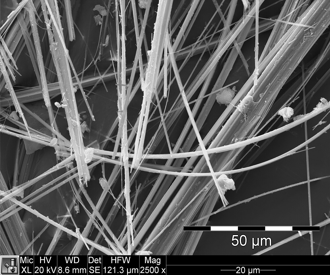 Scanning electron microscope image of amosite asbestos fibres beside a 50 micrometre scale bar
